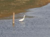 EY_Kilnsea_Egret_8164.JPG