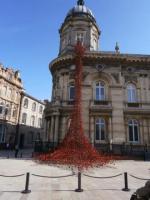 H_Hull_weeping_poppies_2036.JPG